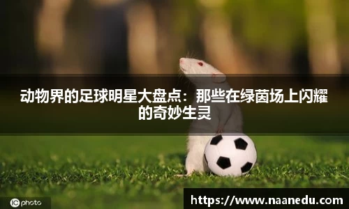 动物界的足球明星大盘点：那些在绿茵场上闪耀的奇妙生灵